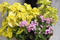 花壇