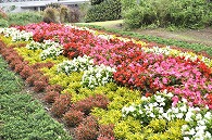 花壇