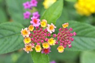山丹花(スーパーキング)