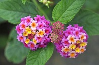 山丹花(スーパーキング)