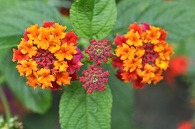 山丹花(スーパーキング)