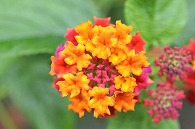 山丹花(スーパーキング)