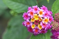山丹花(スーパーキング)
