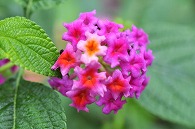山丹花(スーパーキング)