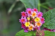 山丹花(スーパーキング)