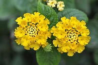 山丹花(スーパーキング)