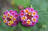 山丹花(スーパーキング)