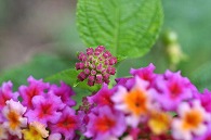 山丹花(スーパーキング)