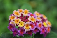 山丹花(スーパーキング)