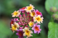 山丹花(スーパーキング)