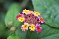 山丹花(スーパーキング)