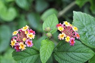 山丹花(スーパーキング)
