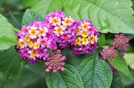 山丹花(スーパーキング)