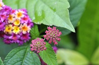 山丹花(スーパーキング)