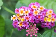 山丹花(スーパーキング)