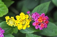 山丹花(スーパーキング)