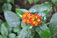 山丹花(スーパーキング)