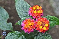 山丹花(スーパーキング)