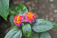 山丹花(スーパーキング)