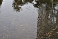池と公園