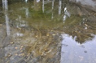 池と公園