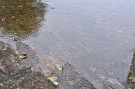 池と公園