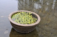 鉢