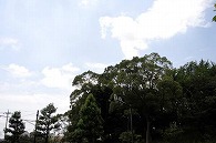 木