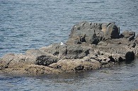 蕪島(青森県)