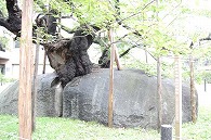 石割桜