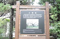 石割桜