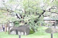 石割桜
