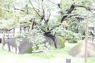 石割桜