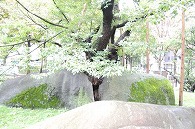 石割桜