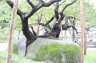 石割桜