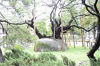 石割桜