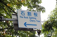 石割桜