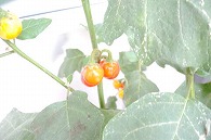 花茄子