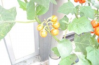 花茄子