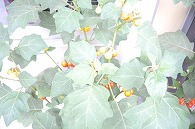 花茄子