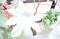 赤い花