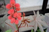 赤い花