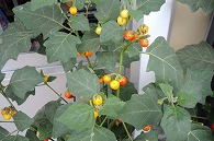 花茄子