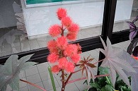 赤い花