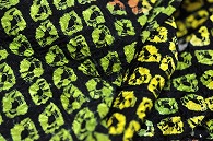 布(絞り)