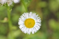 白い花
