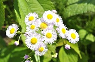 白い花