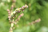紫の花