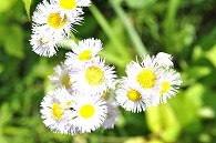 白い花