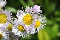 白い花